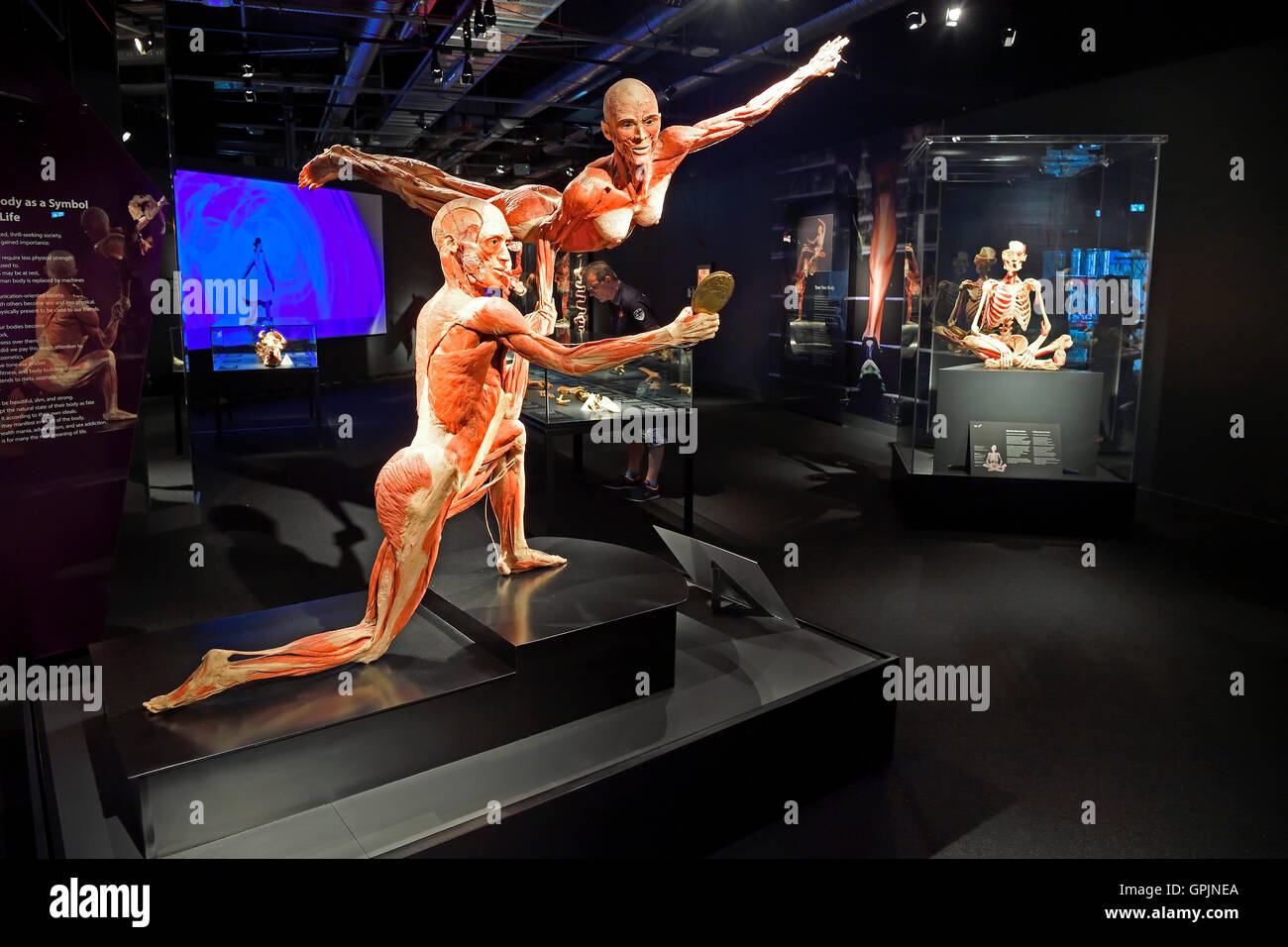 Showroom con corpo umano plastinates, corpo mondi, Menschen Museum di Berlino, Germania Foto Stock