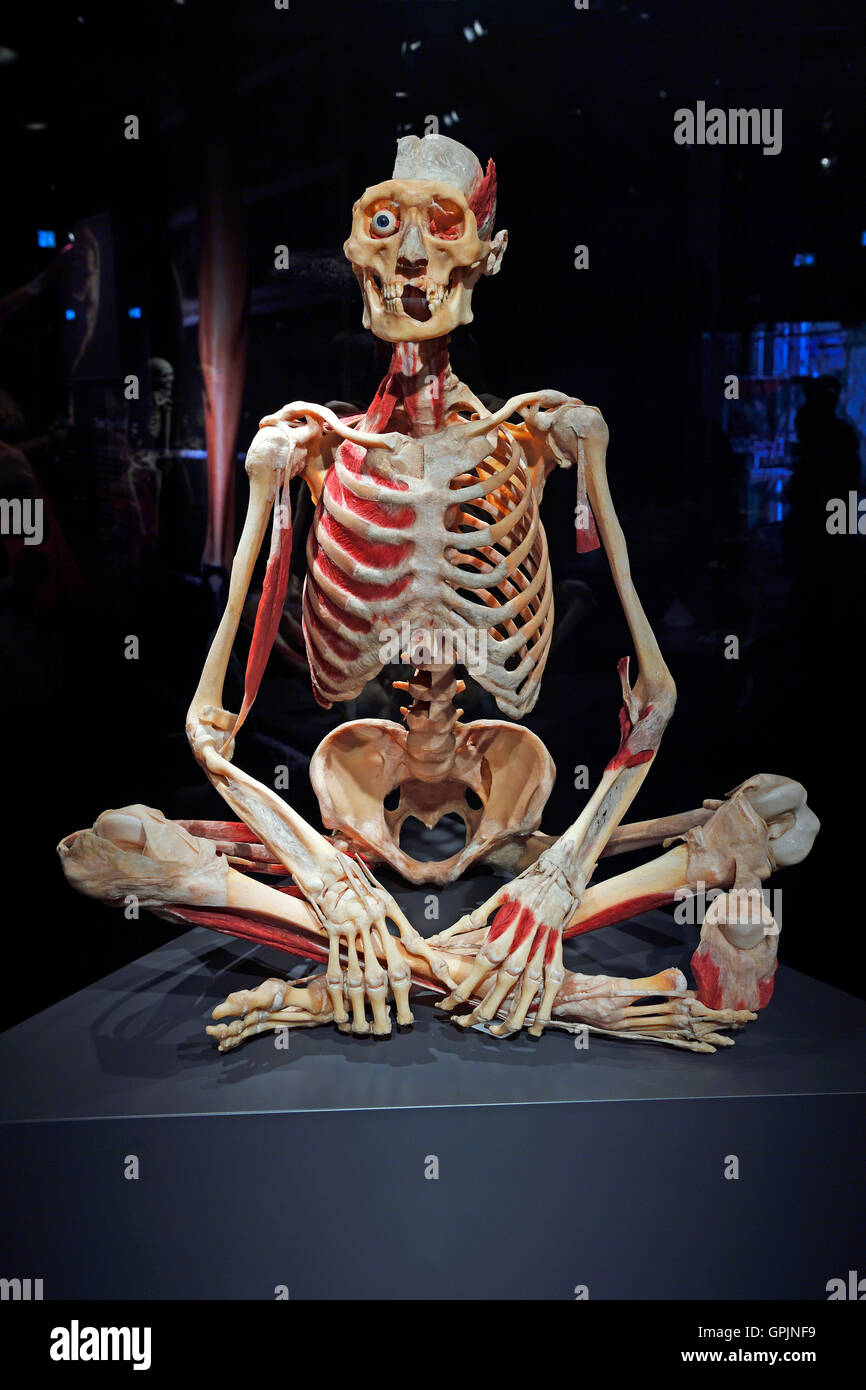 Plastinate, scheletro umano, corpo mondi, Menschen Museum di Berlino, Germania Foto Stock