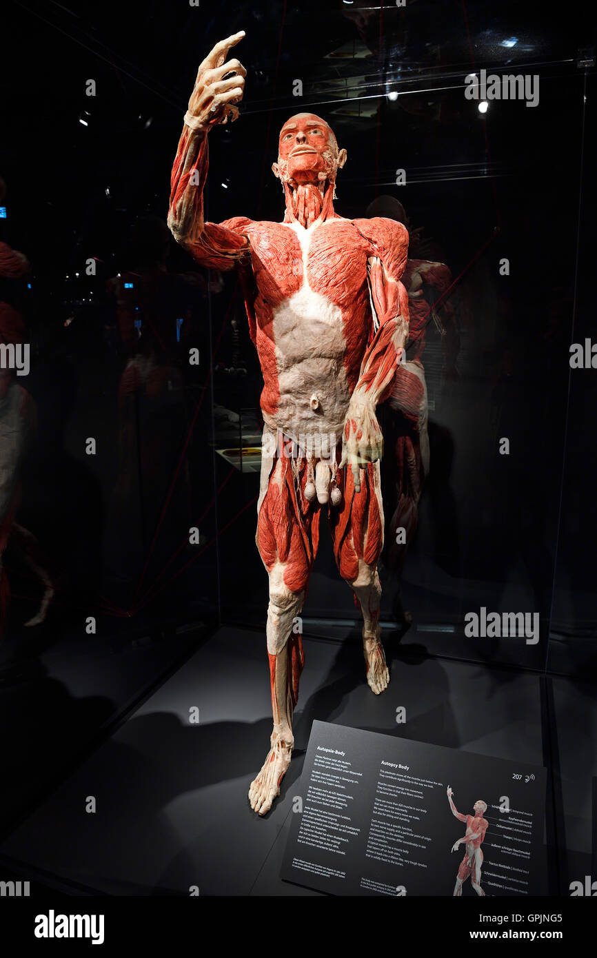 Plastinate, maschio corpo umano, corpo mondi, Menschen Museum di Berlino, Germania Foto Stock