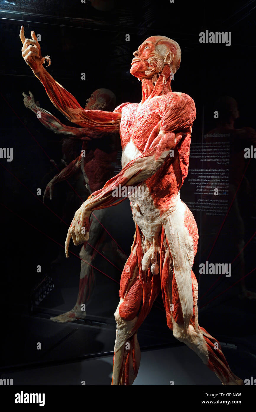 Plastinate, maschio corpo umano, corpo mondi, Menschen Museum di Berlino, Germania Foto Stock