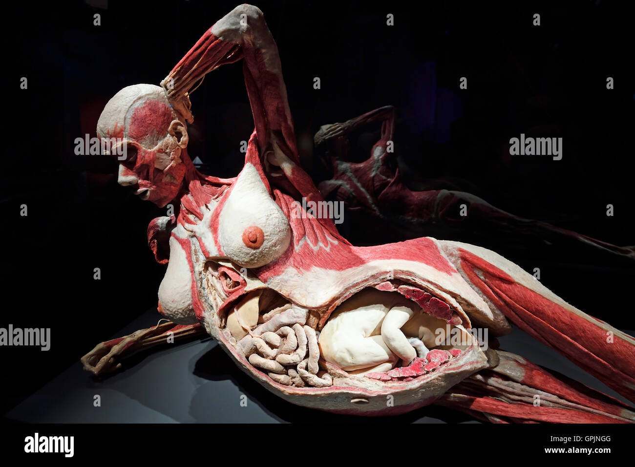 Plastinate, donna, otto mesi di gravidanza, corpo mondi, Menschen Museum di Berlino, Germania Foto Stock