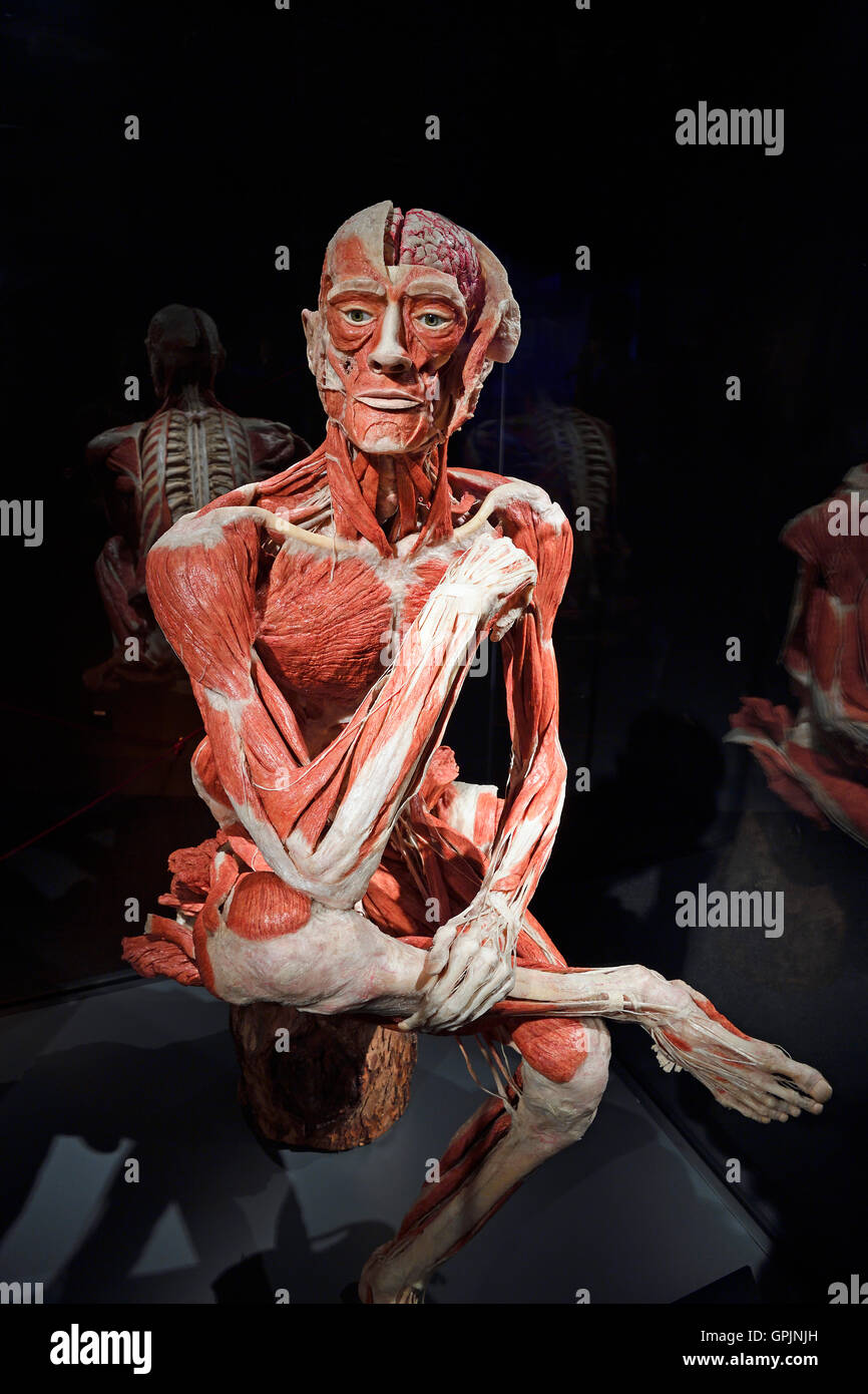 Plastinate, il corpo umano uomo seduto, corpo mondi, Menschen Museum di Berlino, Germania Foto Stock