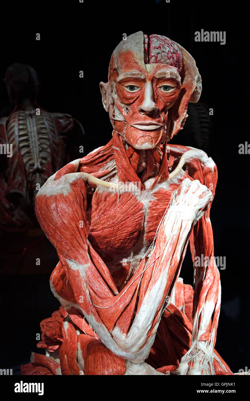 Plastinate, il corpo umano uomo seduto, corpo mondi, Menschen Museum di Berlino, Germania Foto Stock