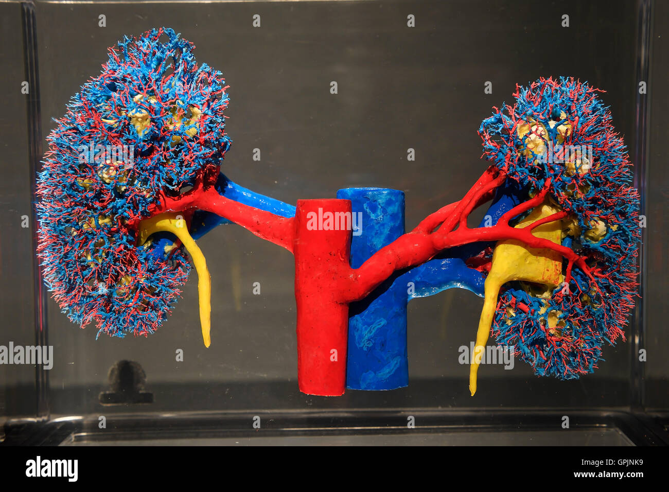 Plastinate, rene umano sistema vascolare, corpo mondi, Menschen Museum di Berlino, Germania Foto Stock
