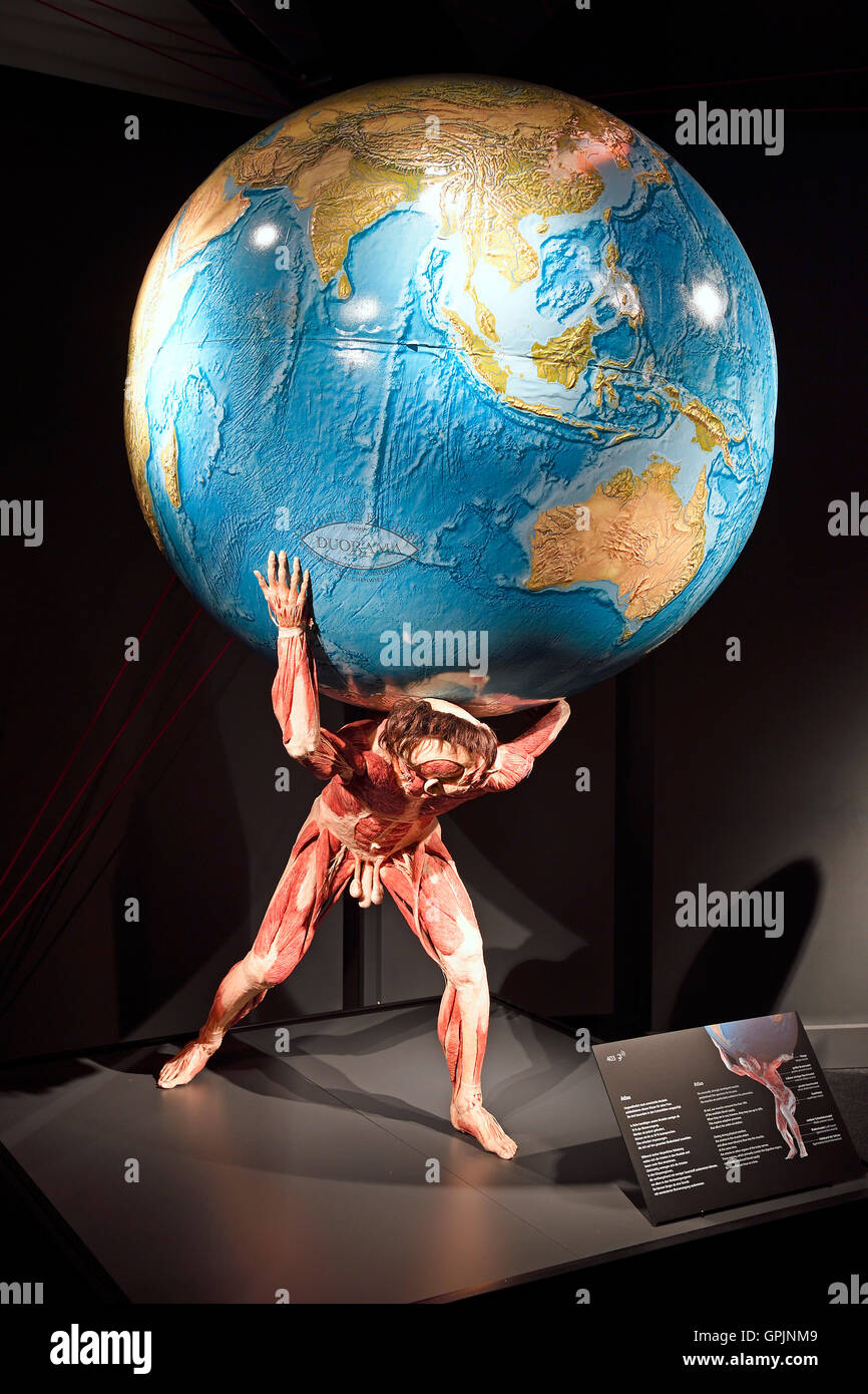Plastinate, uomo come Atlas, corpo mondi, Menschen Museum di Berlino, Germania Foto Stock