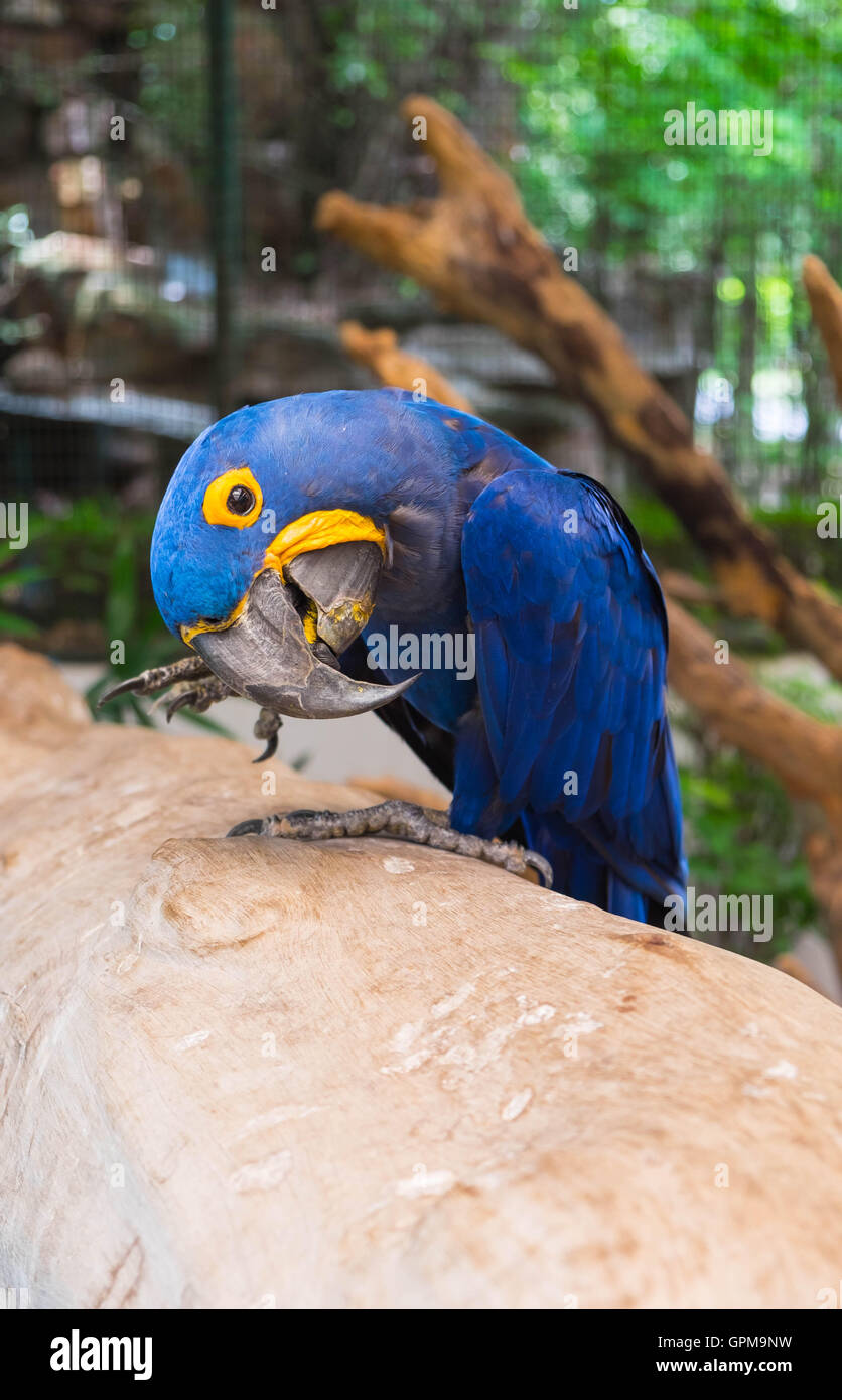 Ara Giacinto (Anodorhynchus Hyacinthinus) o Hyacinthine macaw appollaiato sul log. Foto Stock