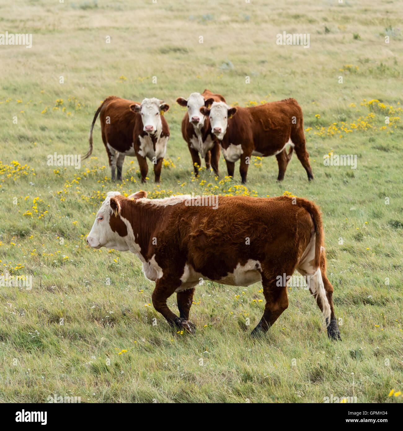 Hereford bovini da carne a rangeland, Saskatchewan, Canada. Foto Stock