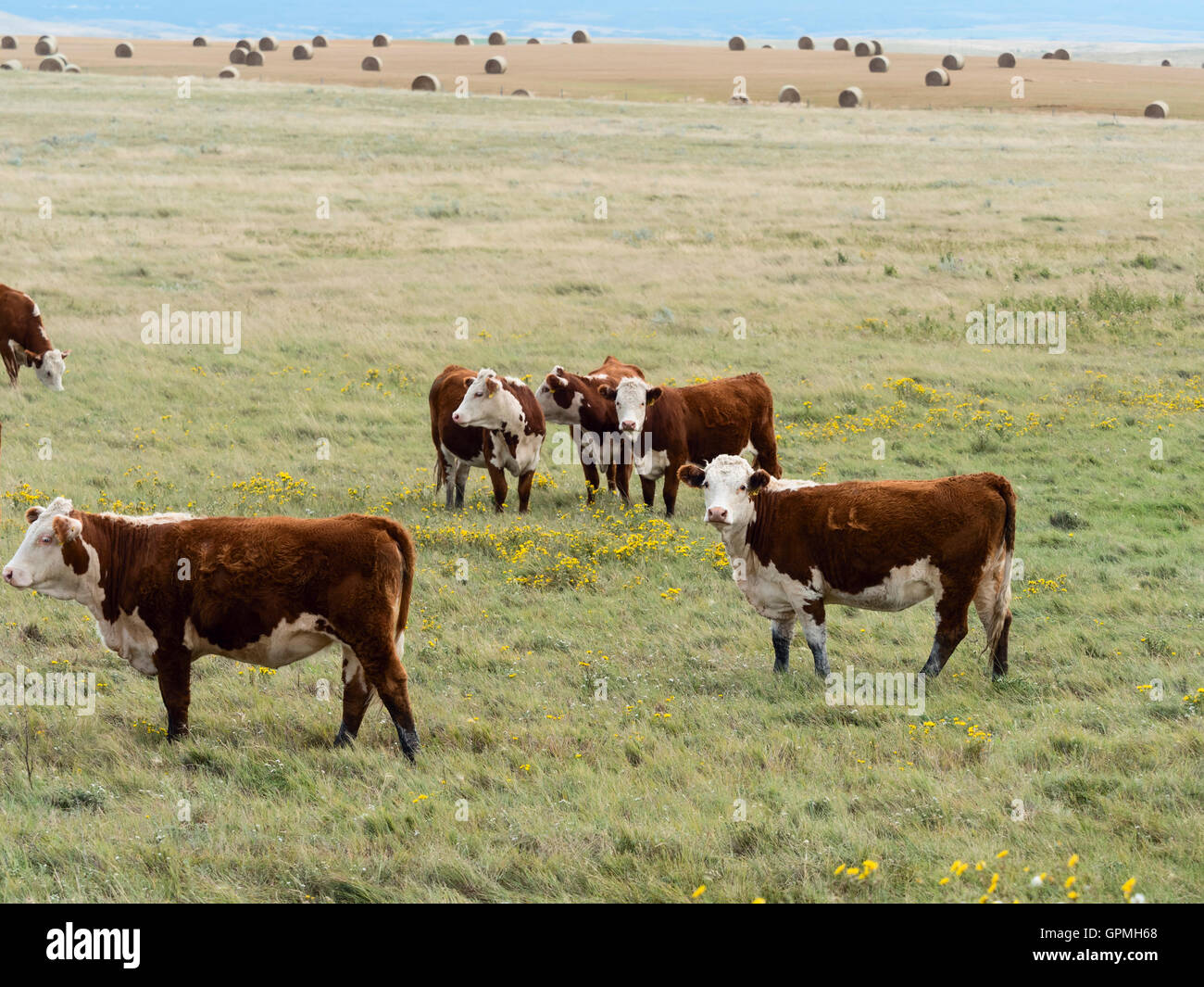 Hereford bovini da carne a rangeland, Saskatchewan, Canada. Foto Stock
