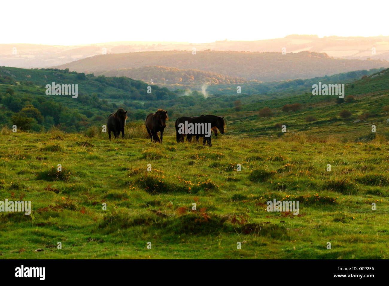 Dartmoor pony godendo della libertà il moro dà loro di muoversi liberamente su terra alta. Colline e valli Foto Stock