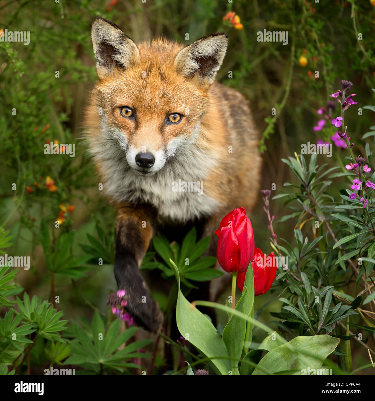 Red Fox tra i fiori Foto Stock