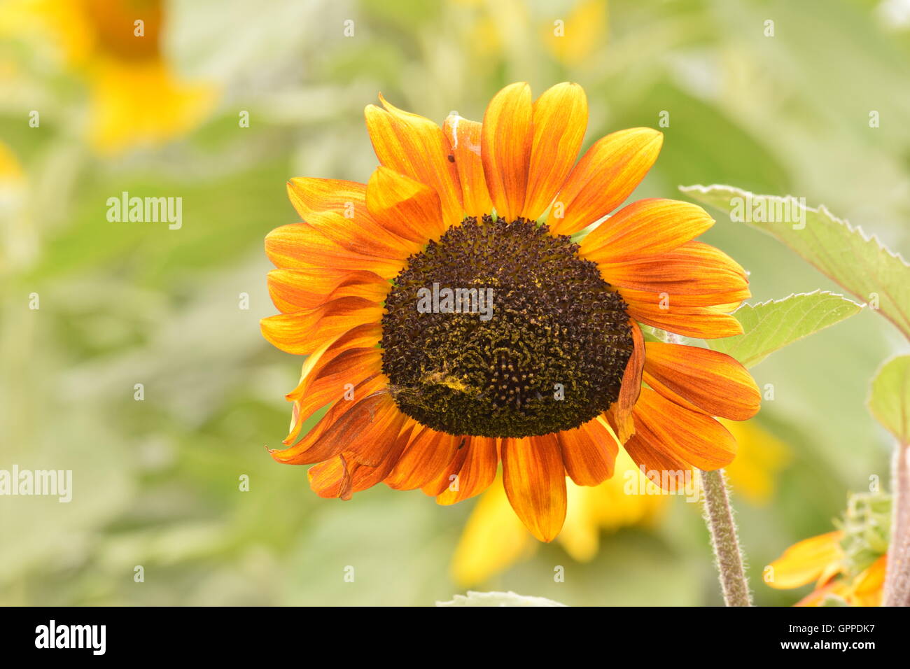 Un campo di girasoli in piena fioritura, con fiori di colore giallo brillante petali con un sacco di foglie verdi e le api che si elevano fino al sun Foto Stock