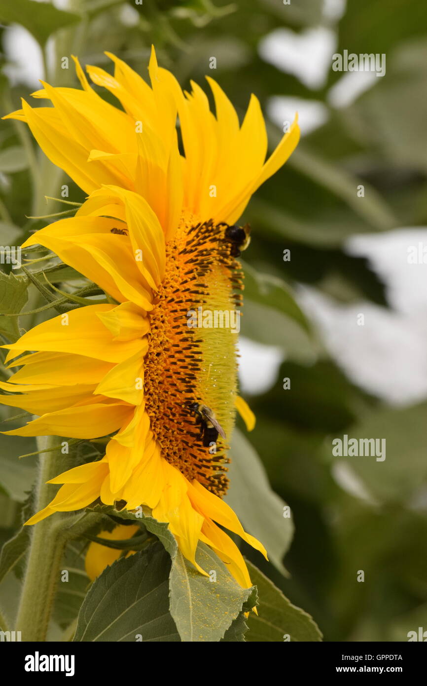 Un campo di girasoli in piena fioritura, con fiori di colore giallo brillante petali con un sacco di foglie verdi e le api che si elevano fino al sun Foto Stock