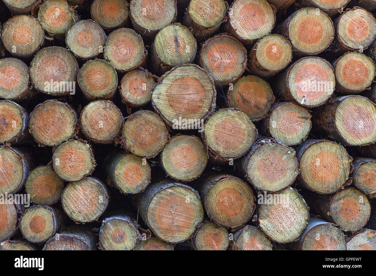 Pile di ciocchi di legna sfondo Foto Stock