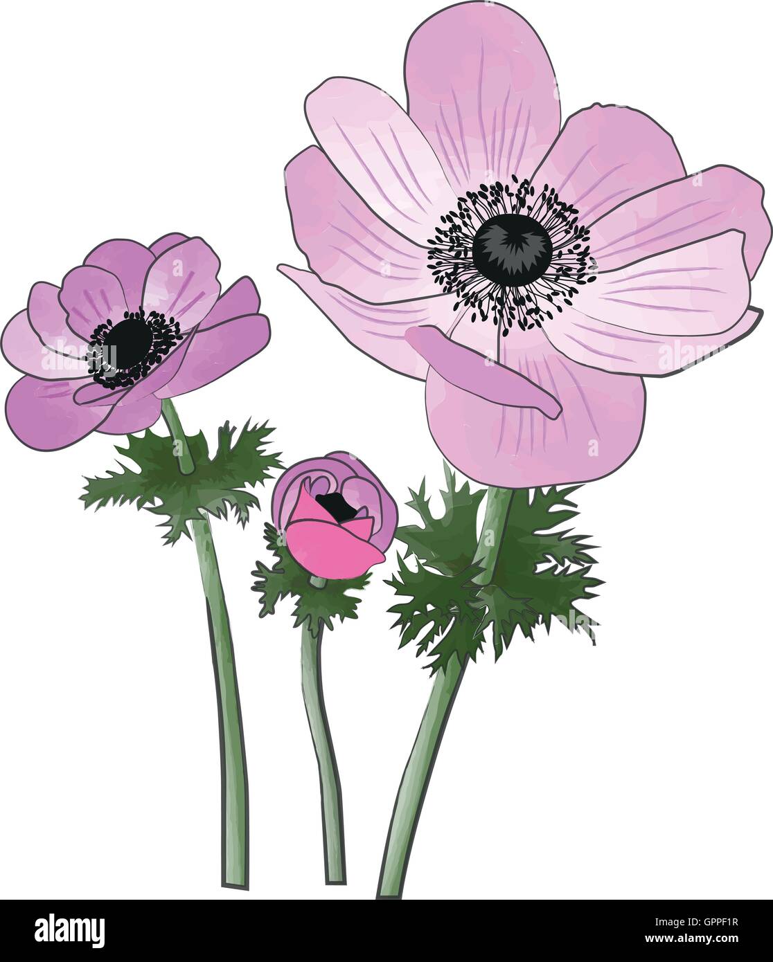 Anemoni fiori di primavera acquarello e inchiostro imitazione di verniciatura Illustrazione Vettoriale