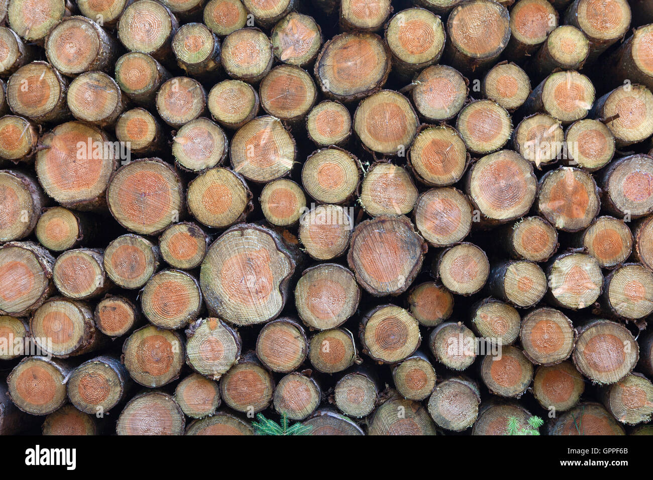 Pile di ciocchi di legna sfondo Foto Stock