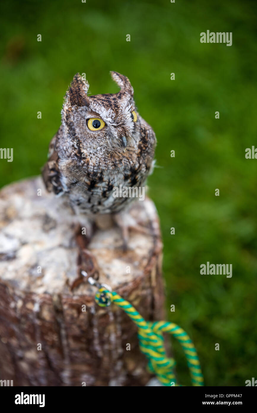 Un Western civetta sat su un pesce persico Foto Stock