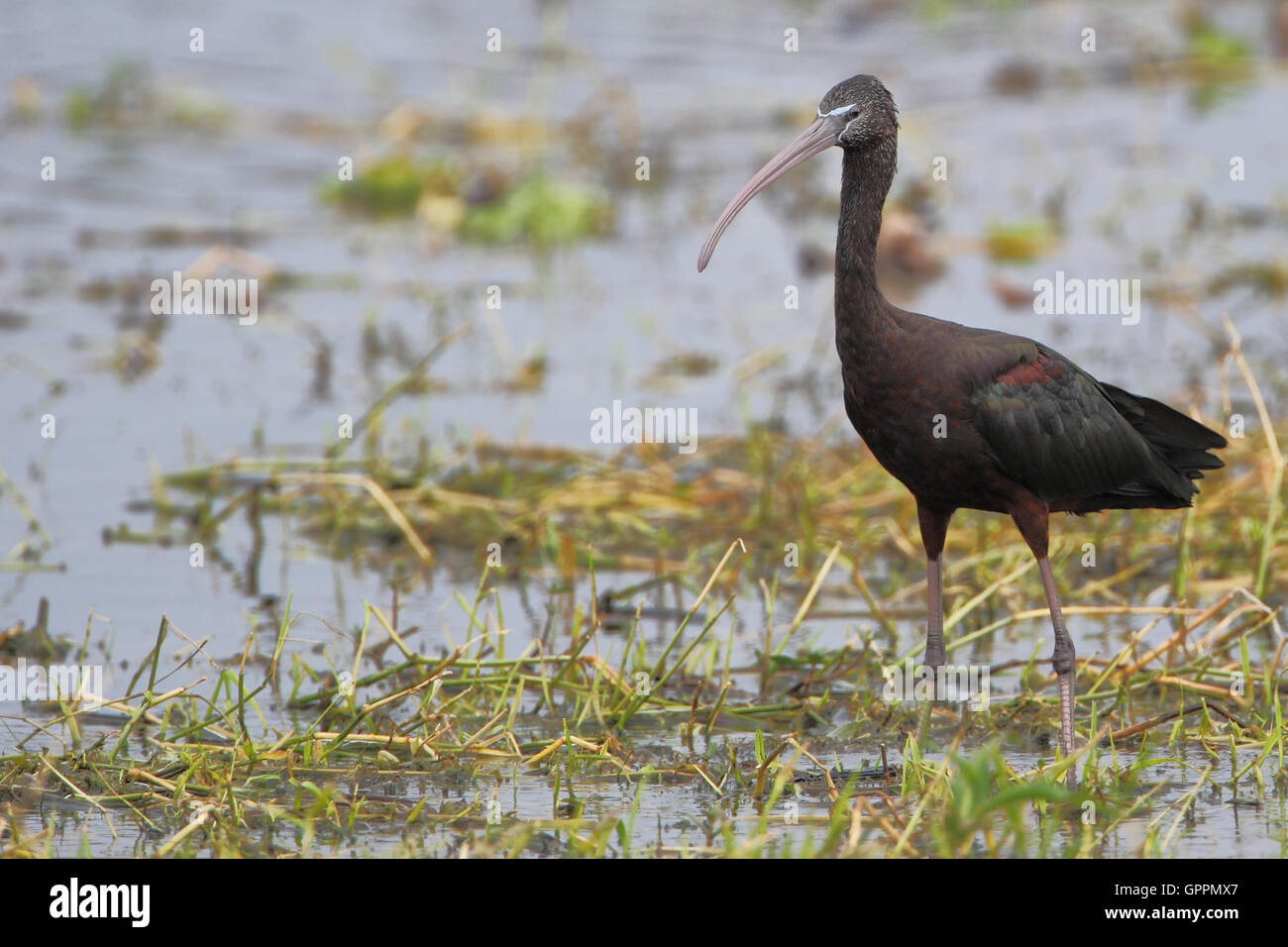 Ibis lucido (Plegadis falcinellus) in piedi nella palude, Kissimmee, Florida, Stati Uniti d'America Foto Stock