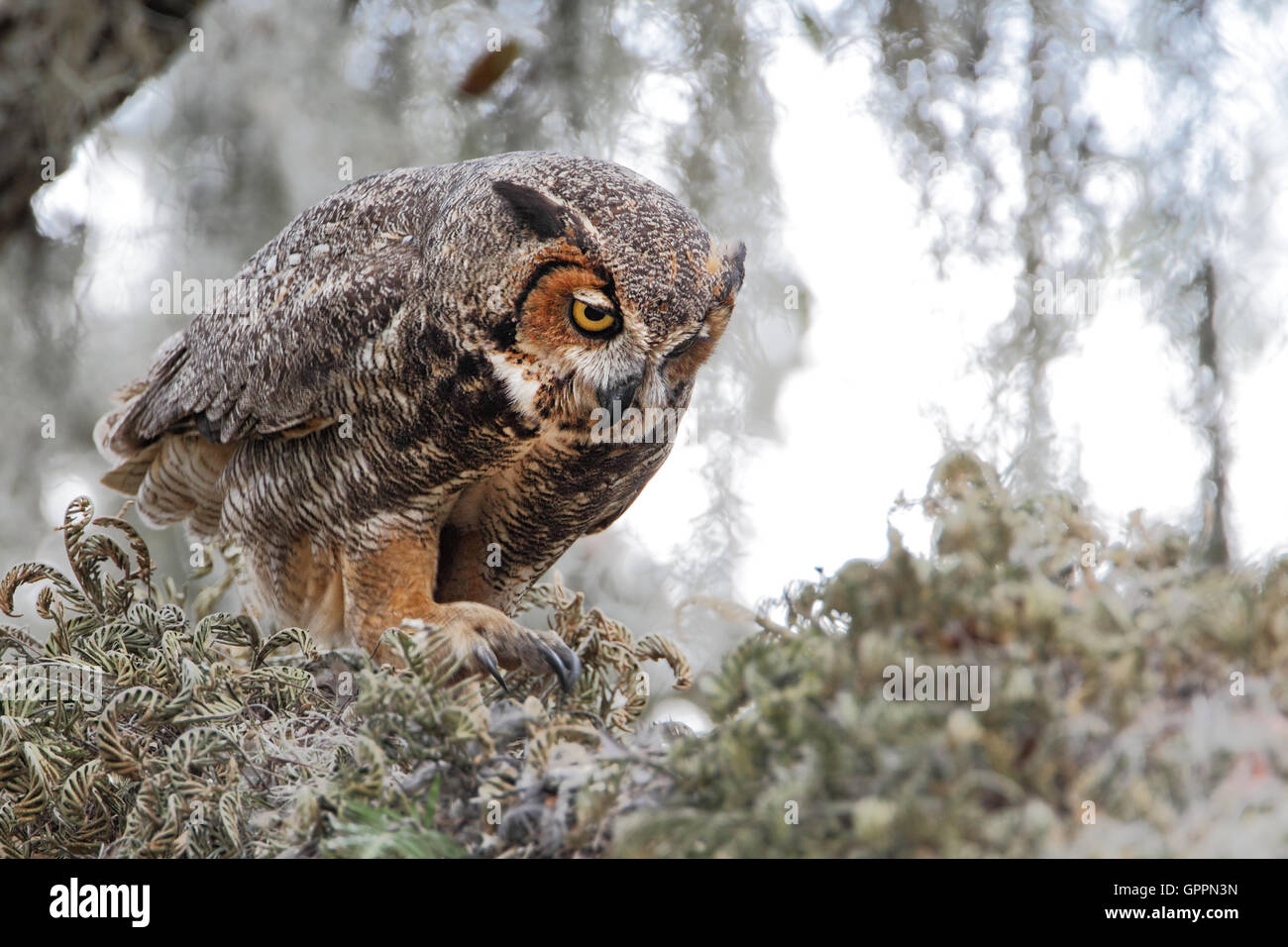 Grande gufo cornuto (Bubo virginianus) nella struttura ad albero, Kissimmee, Florida, Stati Uniti d'America Foto Stock