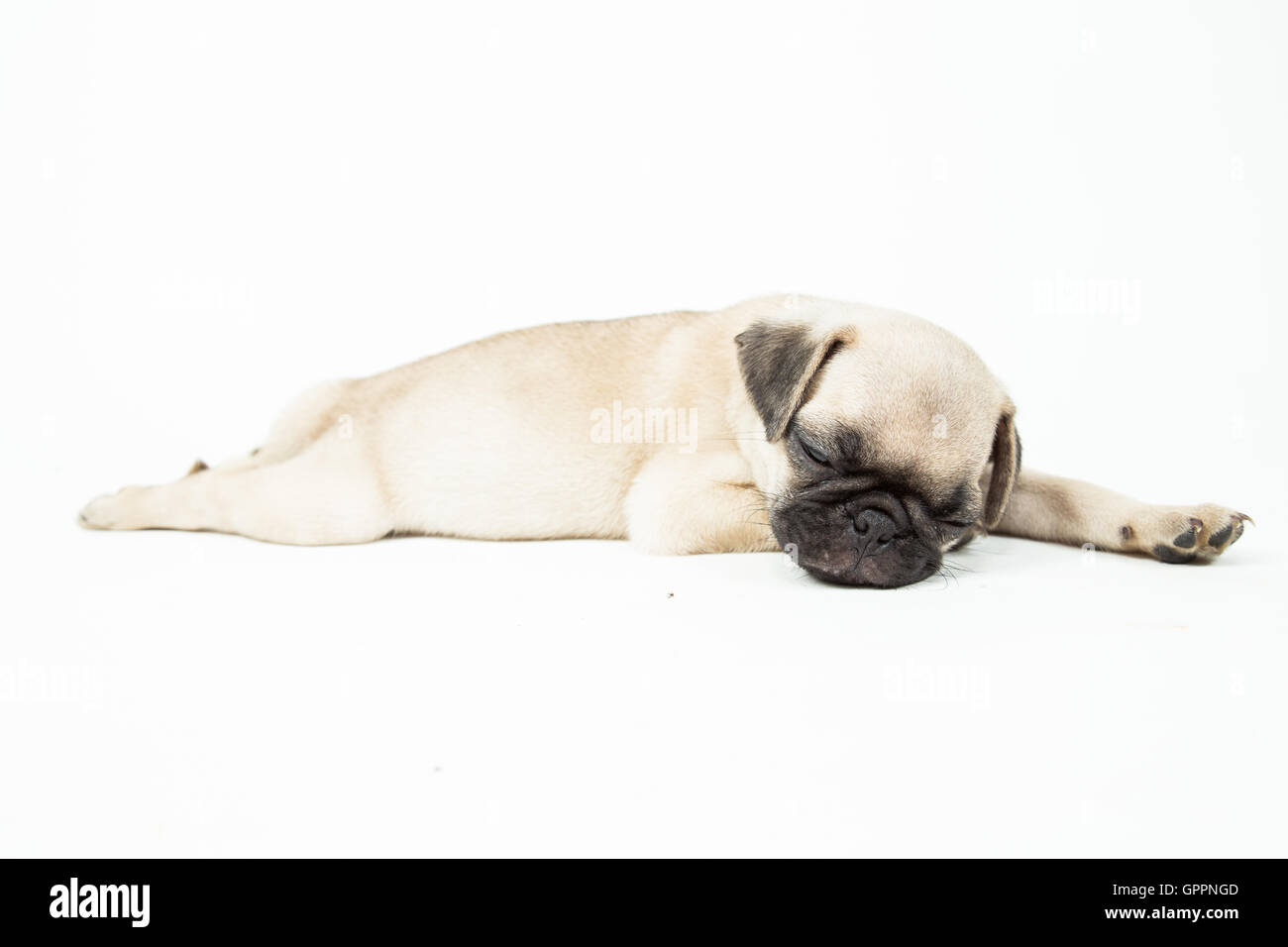 Un simpatico pug cucciolo di dormire su sfondo bianco Foto Stock