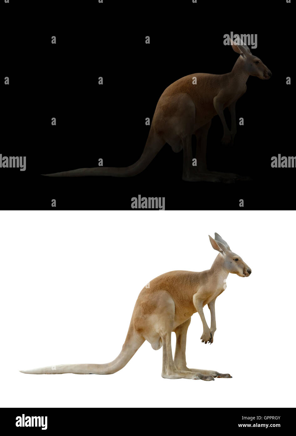 Kangaroo isolato e kangaroo nel buio Foto Stock