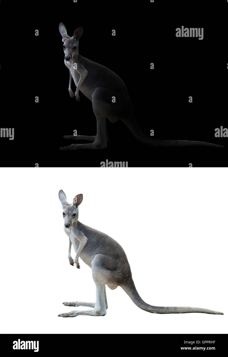 Kangaroo isolato e kangaroo nel buio Foto Stock