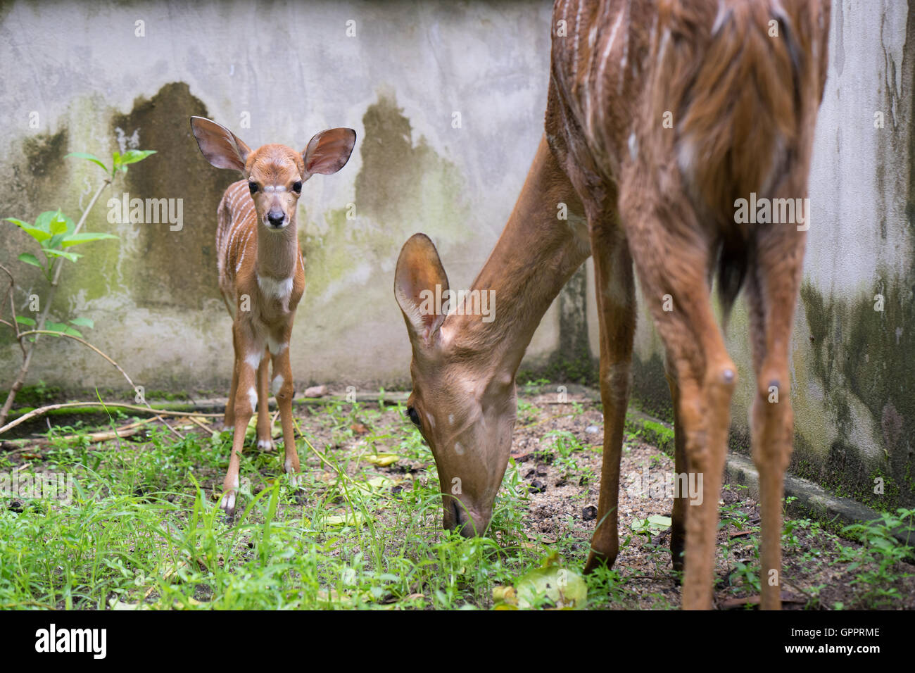 Giovani nyala e madre in cattività Foto Stock