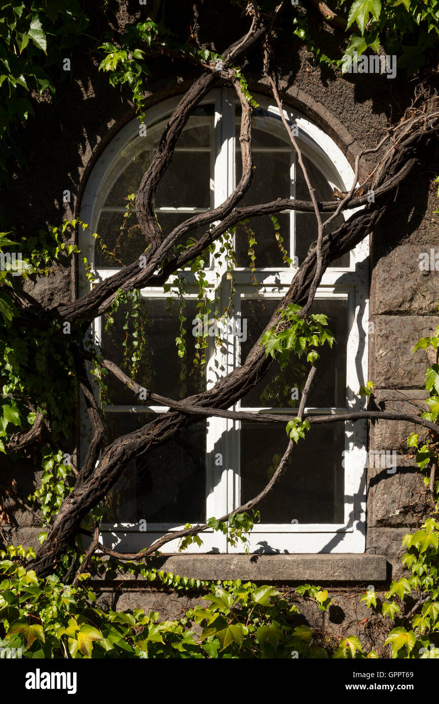 Un vecchio palazzo della mezza-finestra rotonda con cornice bianca e ricoperta dal verde delle vigne. Foto Stock