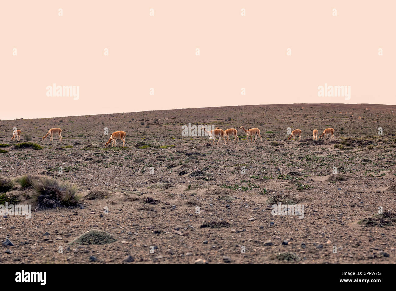 Alpaca pascolano sulla alla base del Vulcano Chimborazo, Ecuador, Sud America Foto Stock