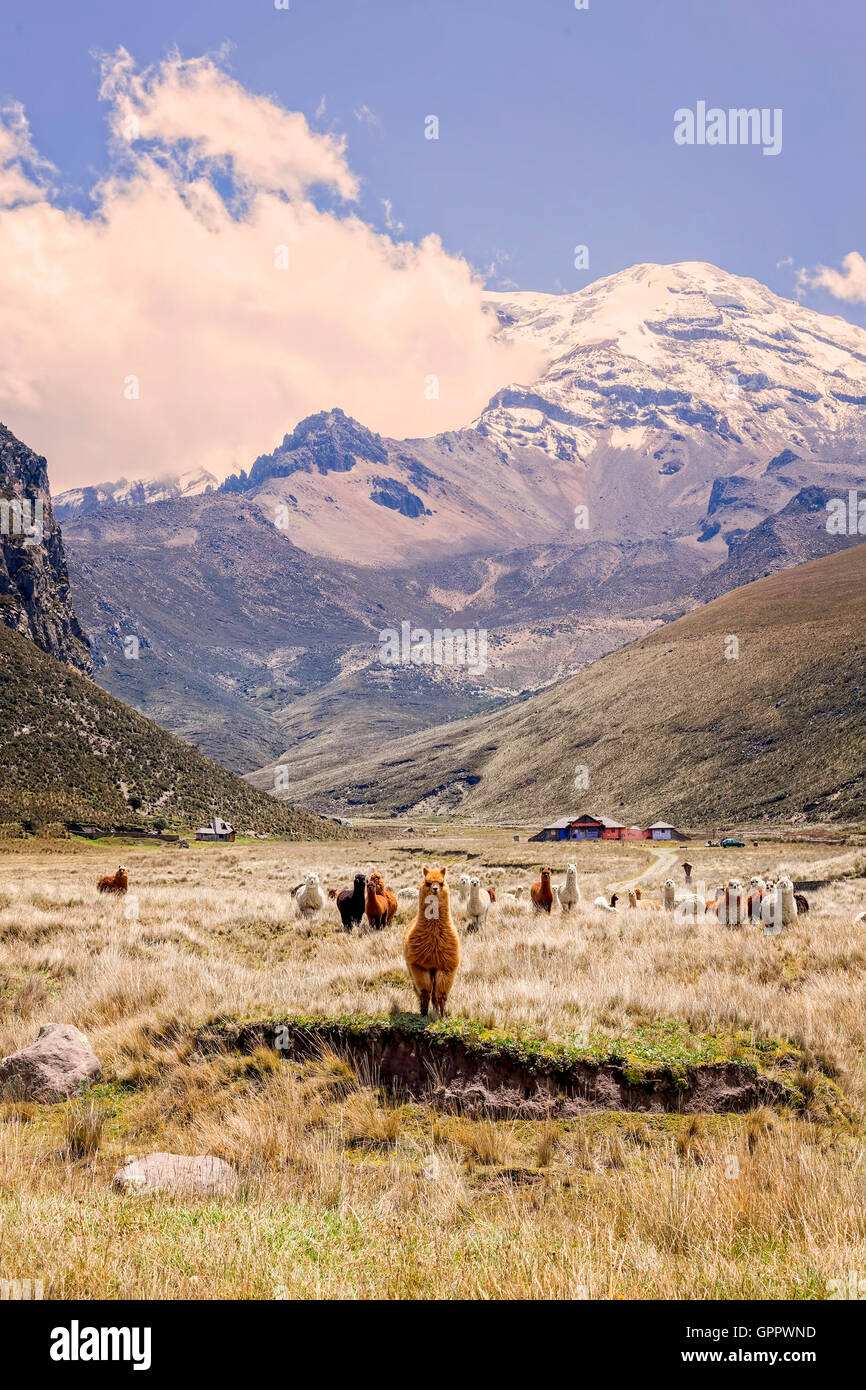 Piccola mandria di Llama pascolare nel Parco Nazionale del Chimborazo, Ecuador, Sud America Foto Stock