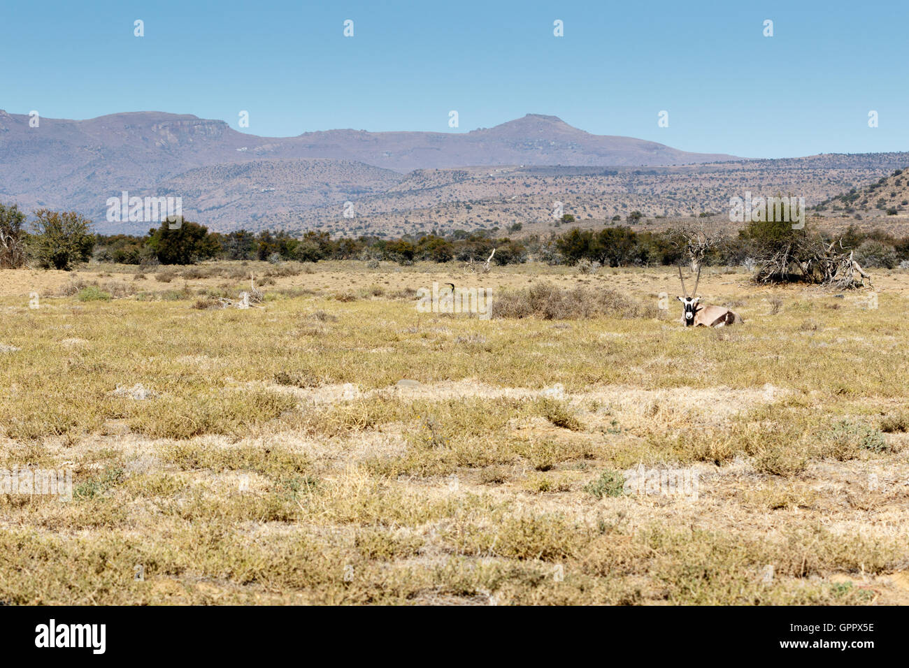 Gemsbok - Il gemsbok o gemsbuck è una grande antilope al genere Oryx. È nativo per le regioni aride del Sud Africa Foto Stock