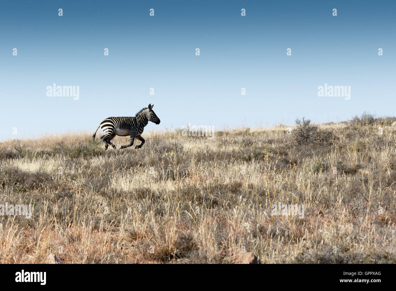 Eseguire Mountain Zebra Run - Mountain Zebra National Park è un parco nazionale nella provincia del Capo orientale del Sud Africa ha proclamato Foto Stock