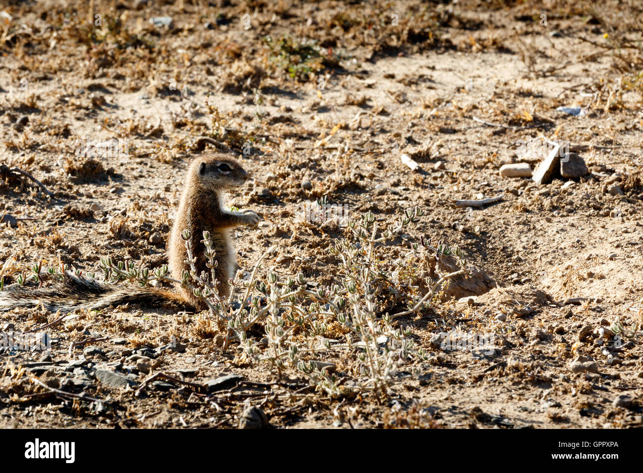 Scoiattolo di terra - Mountain Zebra National Park è un parco nazionale nella provincia del Capo orientale del Sud Africa Foto Stock