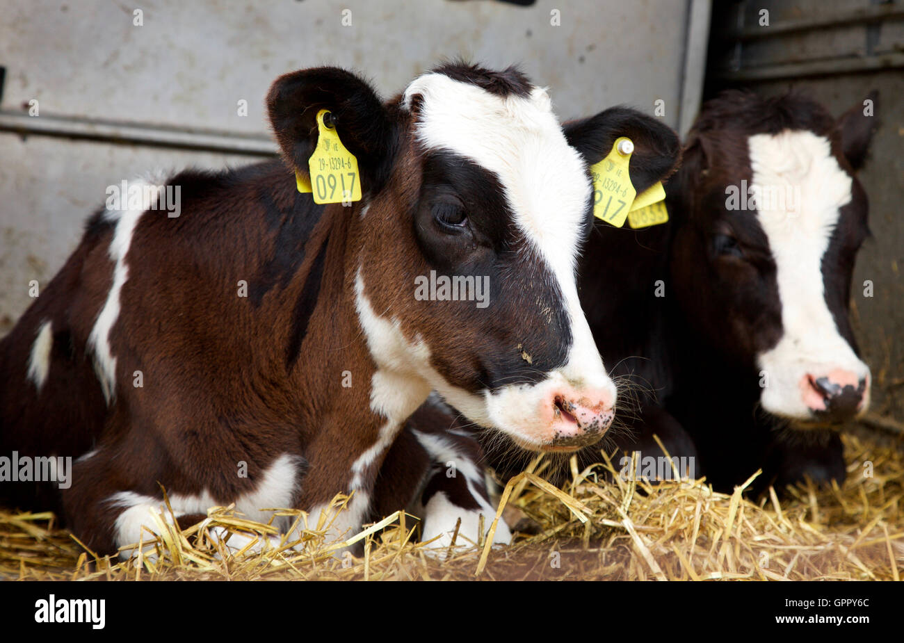 I vitelli in vendita presso il Carrickmacross Vintage Club Campo giorno evento di beneficenza Foto Stock