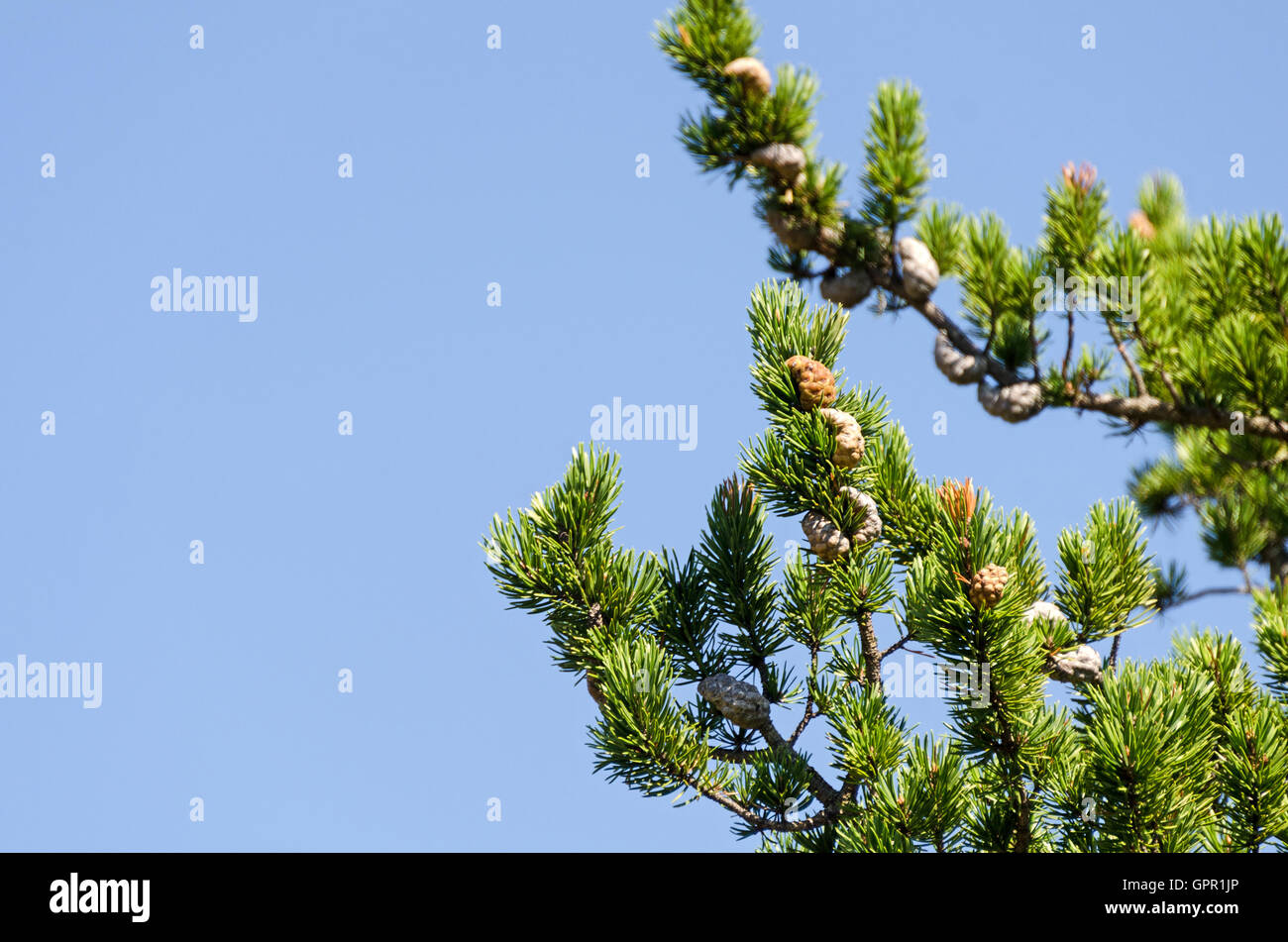 Jack pine (Pinus banksiana) sul porto di betulla montagna, parco nazionale di Acadia, Maine. Foto Stock