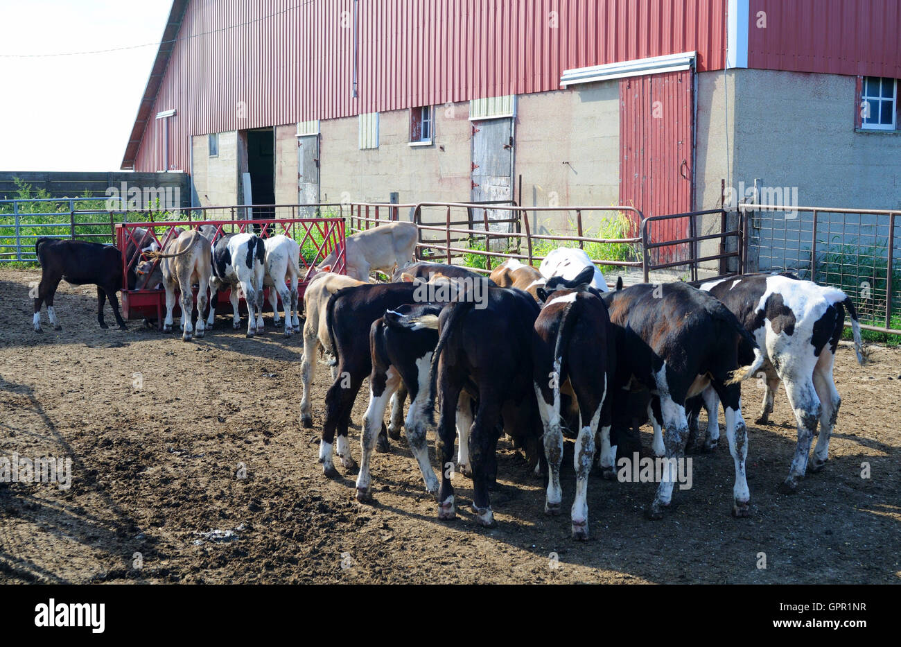 I vitelli in una stalla presso la mangiatoia Foto Stock
