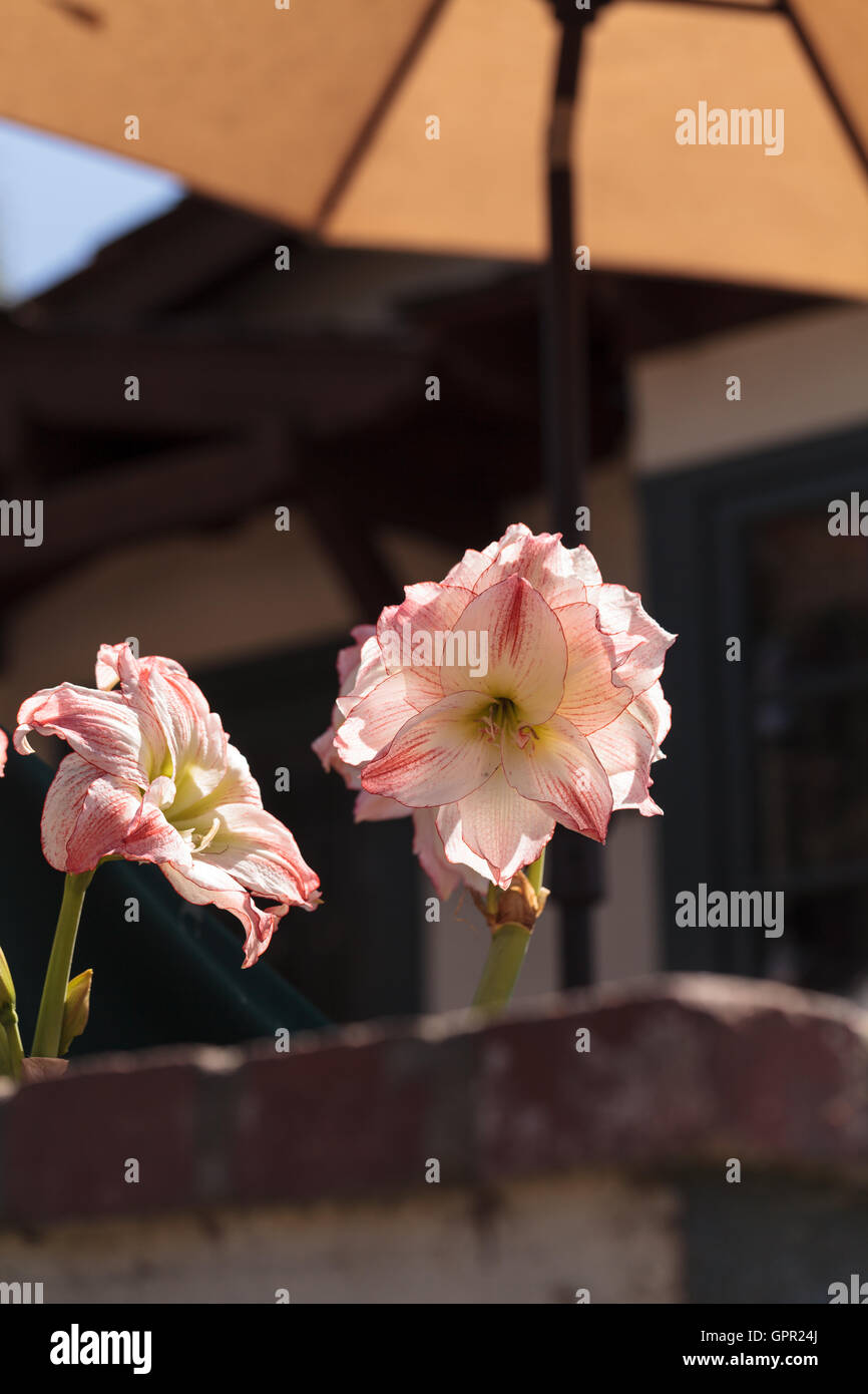 Il bianco e il rosso Pasqua fiore di giglio Lilium longiflorum fiorisce su un patio sotto un ombrello Foto Stock