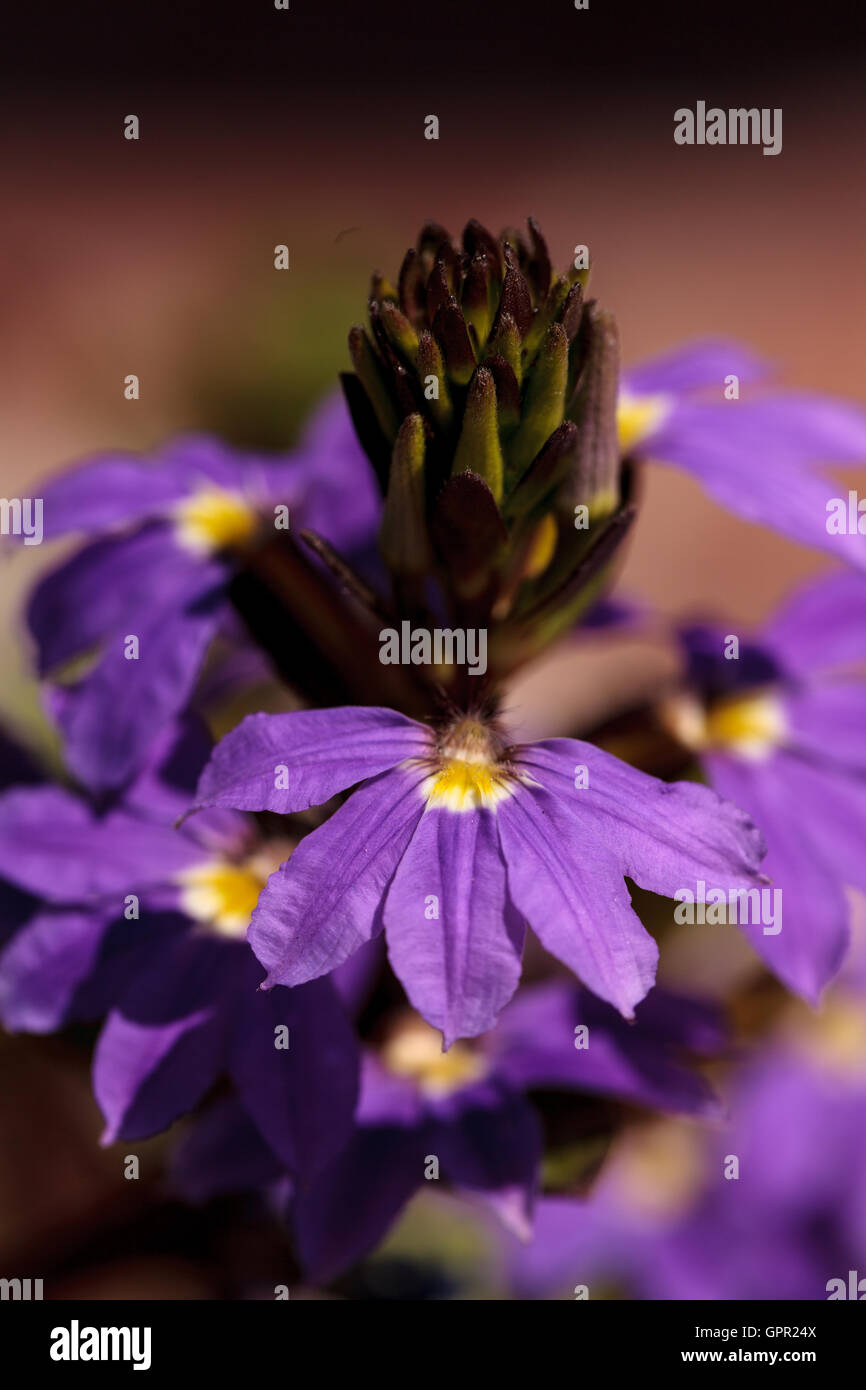 La verbena viola fiore su uno sfondo verde in un giardino estivo Foto Stock