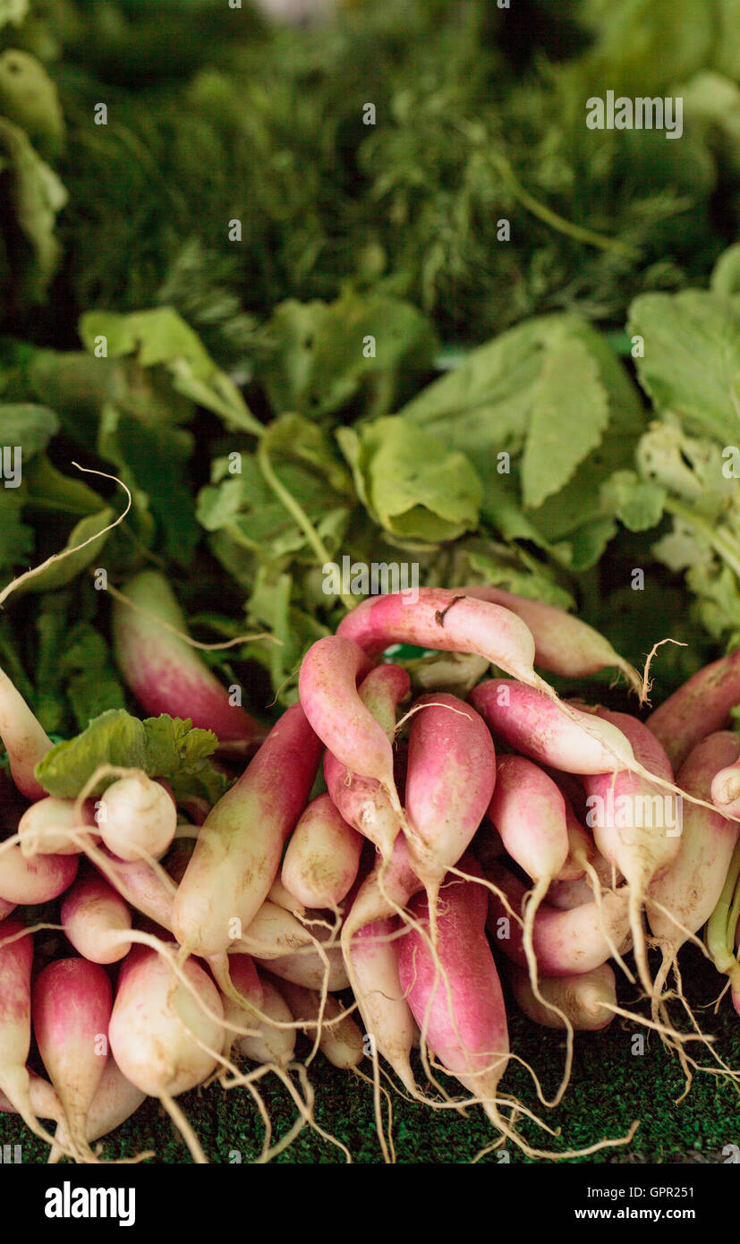 Organici di rosso e bianco ravanelli coltivate e raccolte nel sud della California e visualizzate in un mercato degli agricoltori Foto Stock