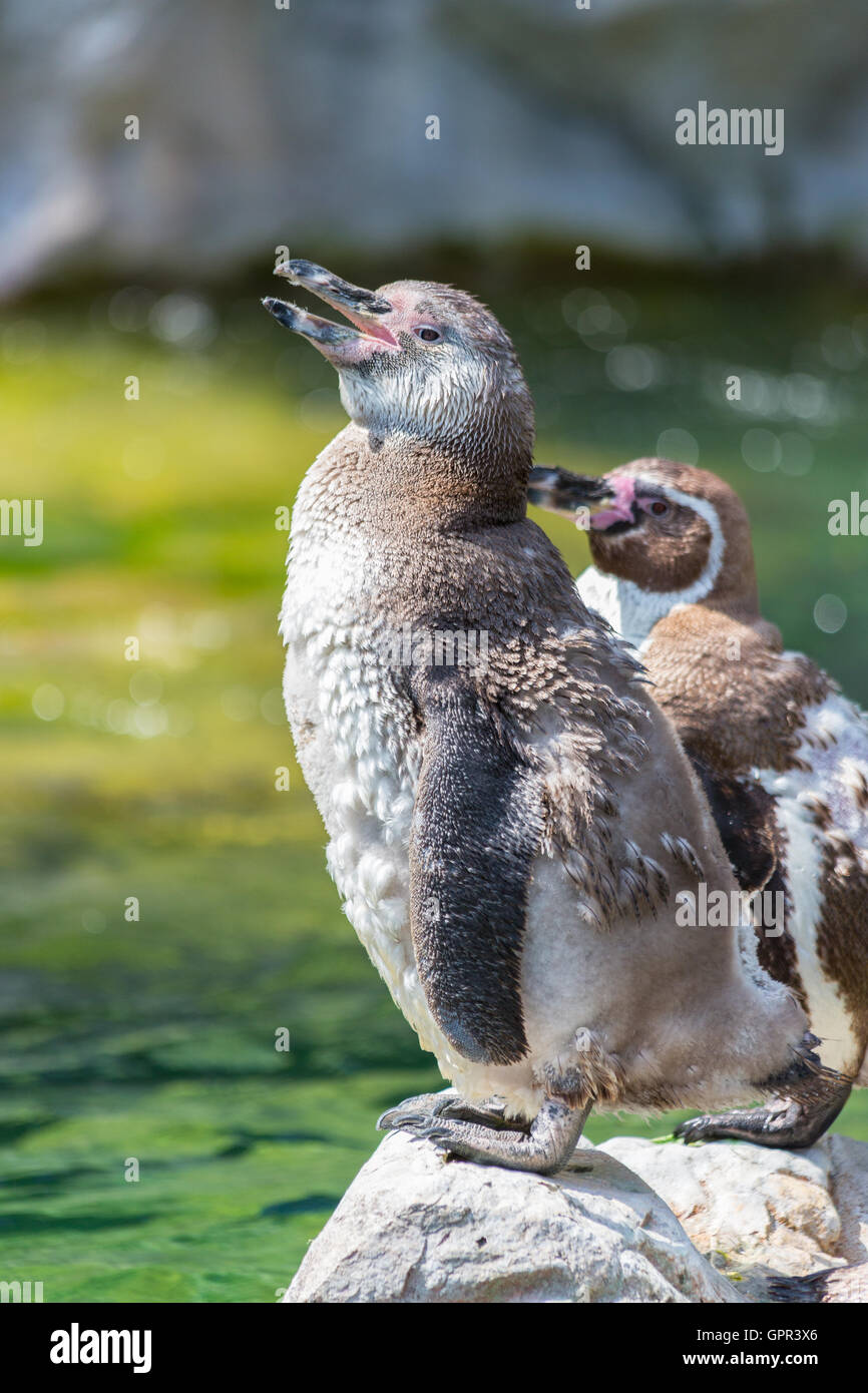 Pinguini Humboldt stand su una roccia Foto Stock