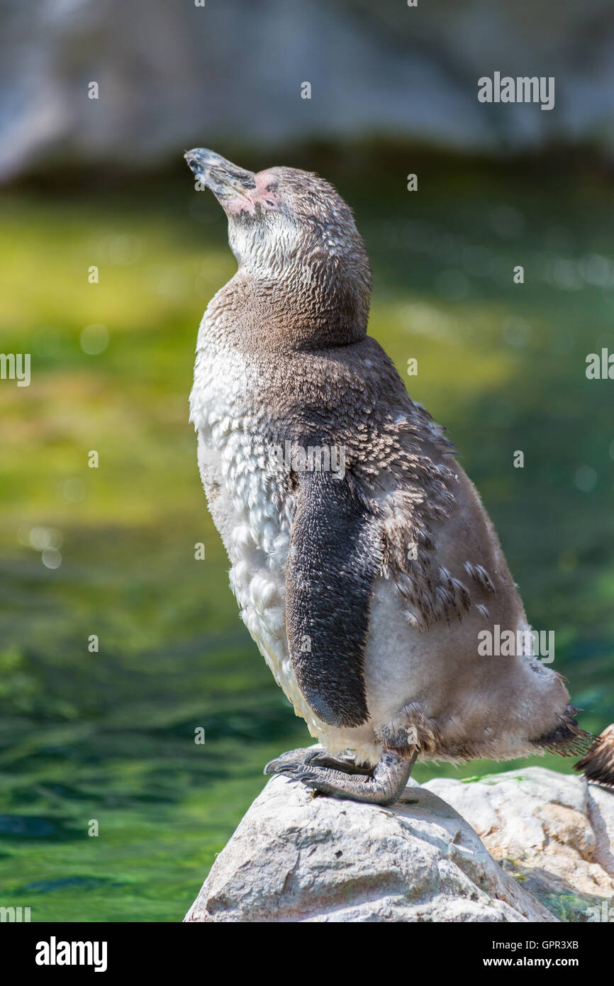 Pinguini Humboldt stand su una roccia Foto Stock