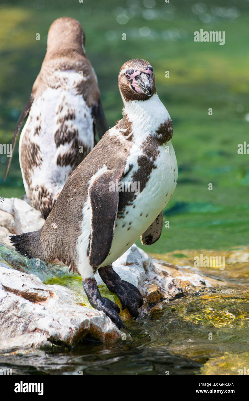 Pinguini Humboldt stand su una roccia Foto Stock