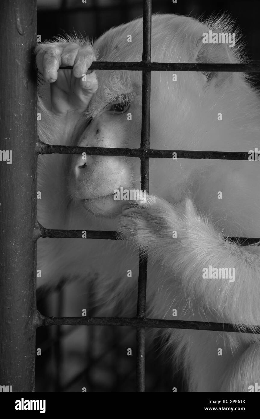 Bianco di lunga coda Macaque / crab mangiare o macaco scimmia bianco in gabbia, trasformati in bianco e nero Foto Stock
