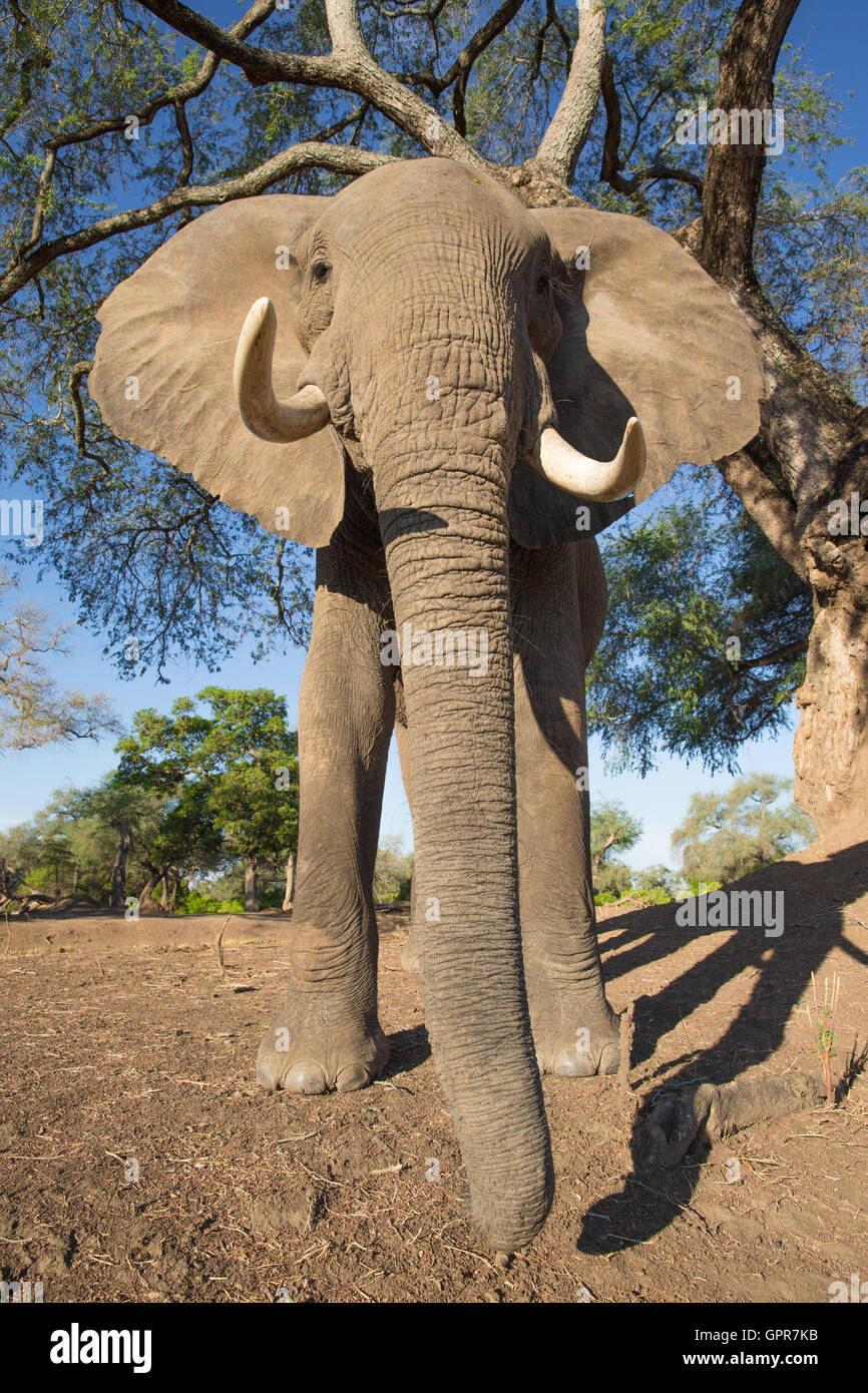 Guardando verso l'alto un elefante africano bull (Loxodonta africana) Foto Stock