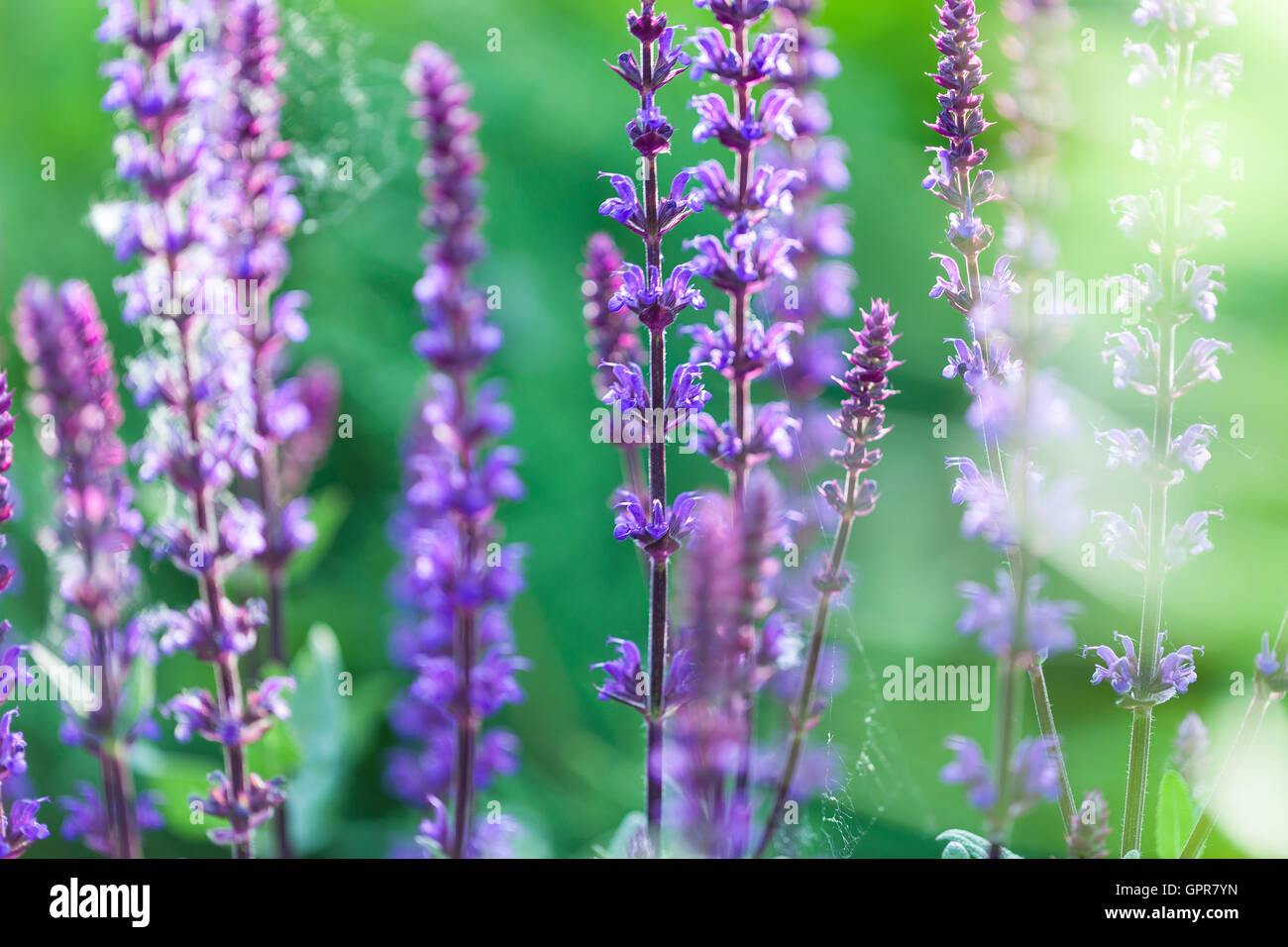 Fiori di lavanda vicino fino in un campo Foto Stock