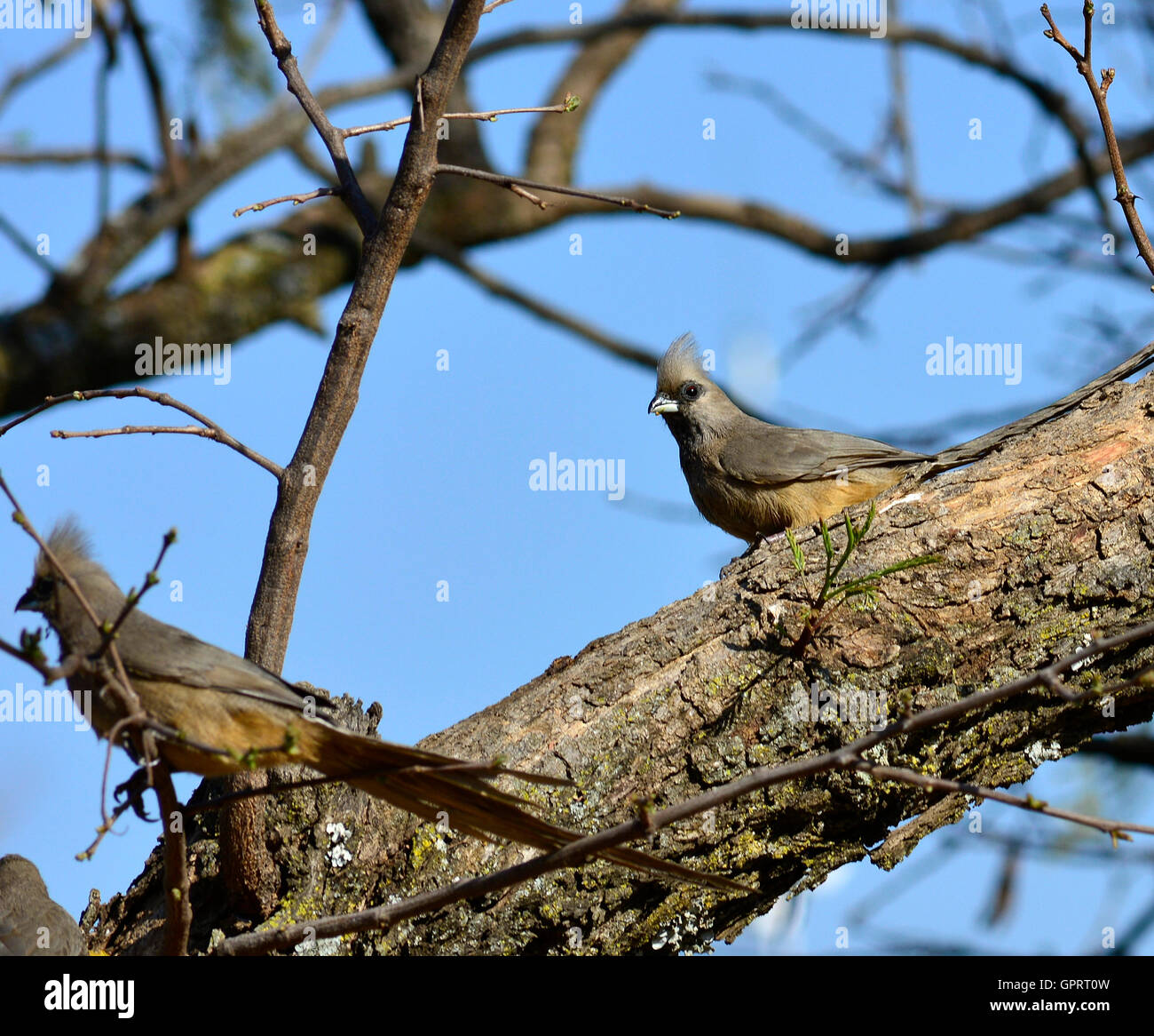 Chiazzato mousebird (Colius striatus) un insolito uccello con tipo pelose piume quindi il nome mousebird. Foto Stock