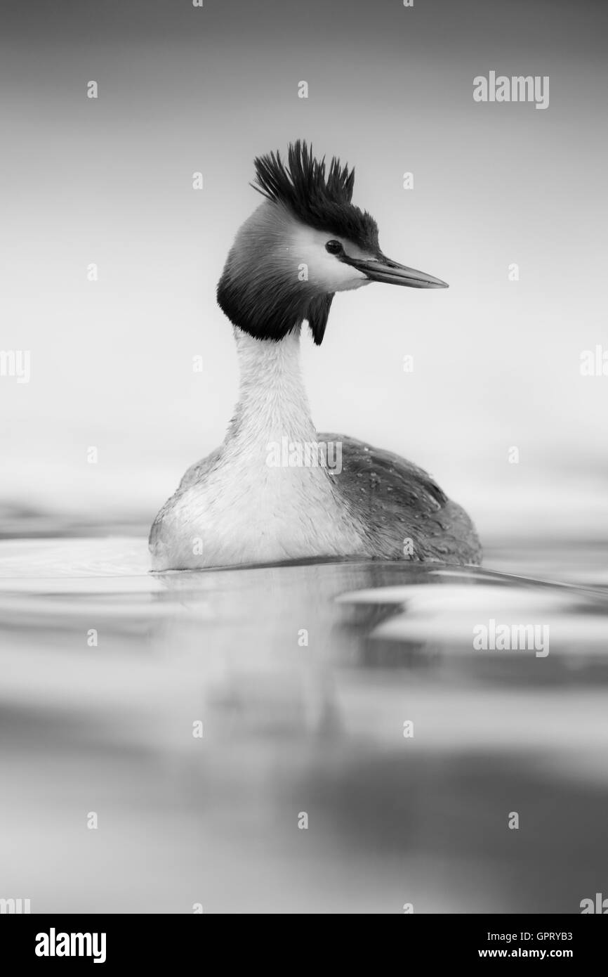 Svasso maggiore / Haubentaucher ( Podiceps cristatus ) nuota su acque calme, si guarda intorno con attenzione, convertito in bianco e nero. Foto Stock
