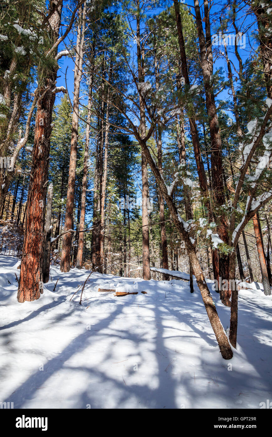 Ad ovest la forcella il sentiero nel Canyon di Oak Creek vicino a Sedona, in Arizona dopo la tempesta di neve Foto Stock