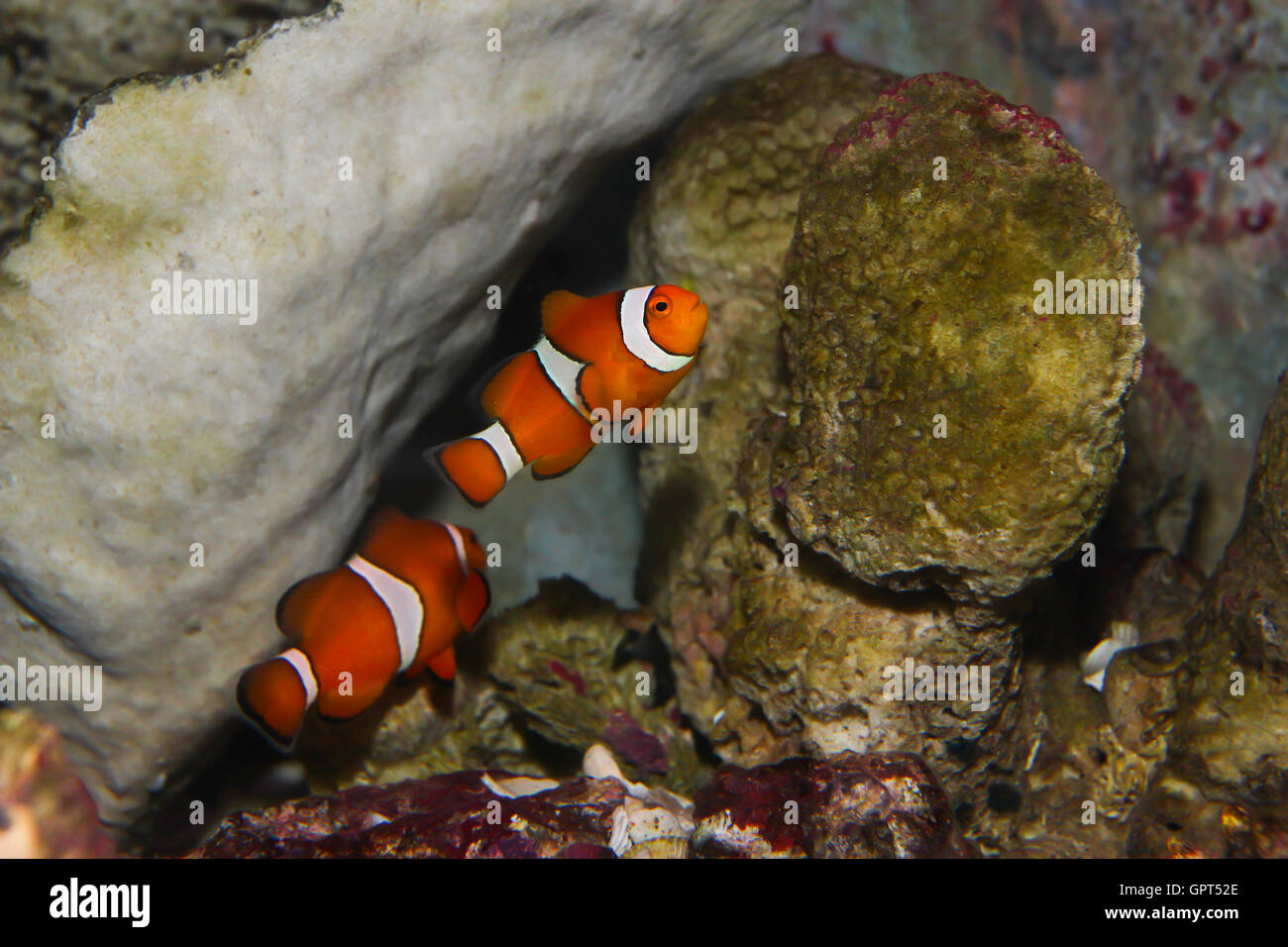 Anemonefish ΓÇô clownfisch Foto Stock