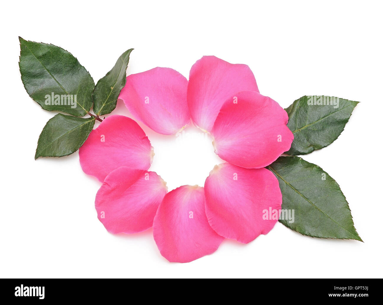 Di un bel colore rosa petali di rose su bianco Foto Stock