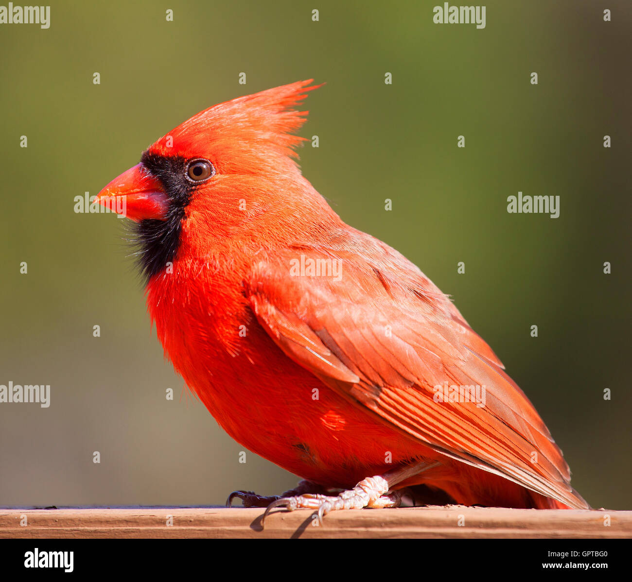 Rosso brillante cardinale maschio su una scheda con verde dietro Foto Stock